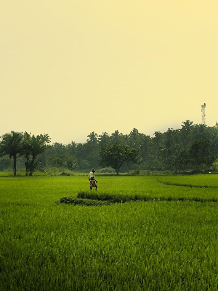 A green field in Telangana and Andhra Pradesh